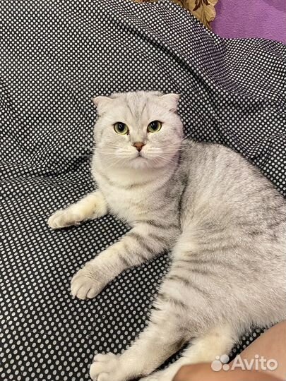 Кошки бесплатно