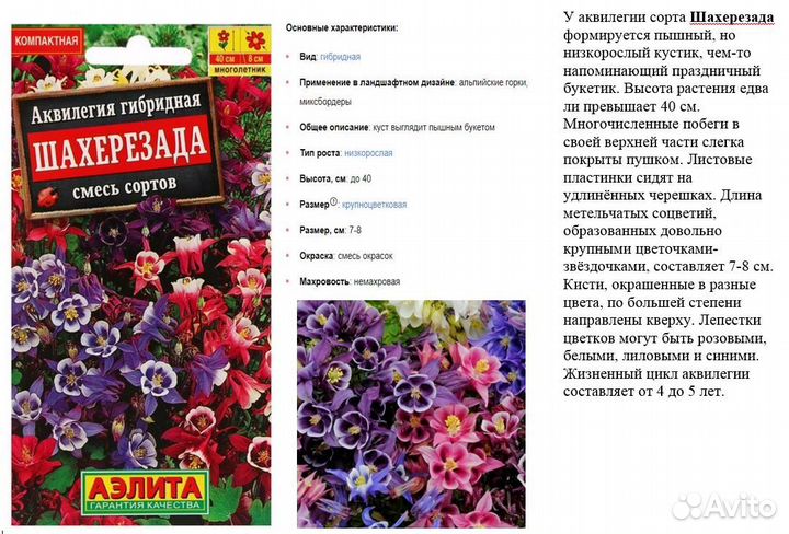 Аквилегия - рассада