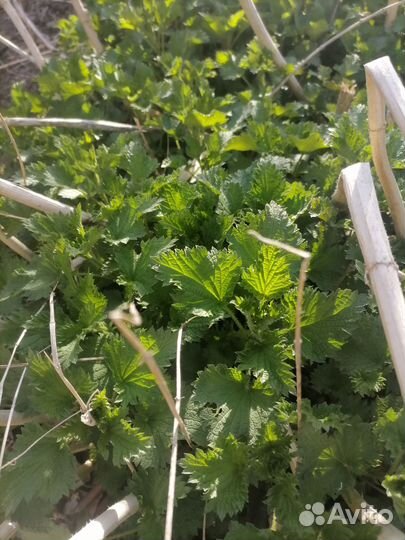 Крапива двудомная