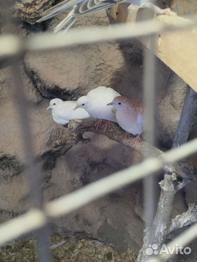 Египетские смеющиеся горлицы