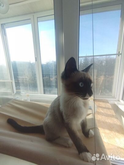 Котенок сиамский