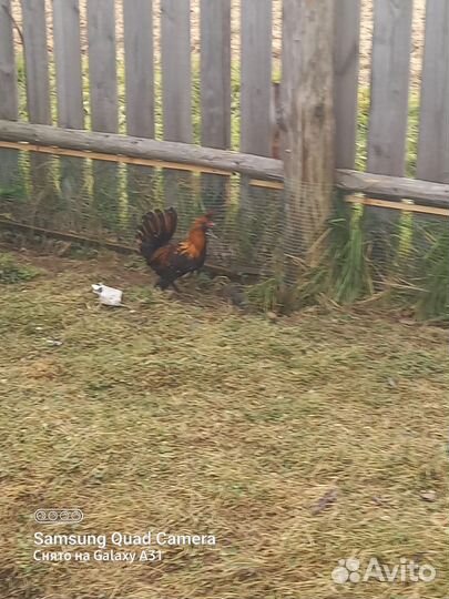 Петух
