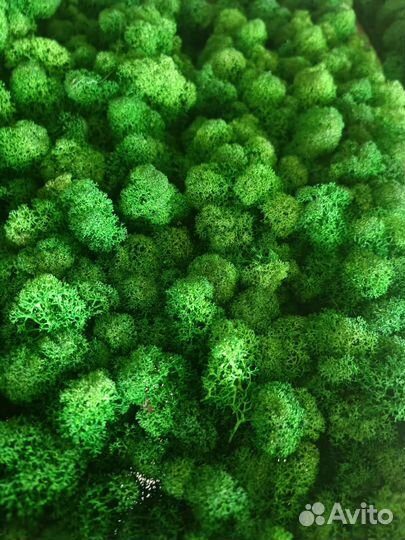 Мох стабилизированный оптом и в розницу