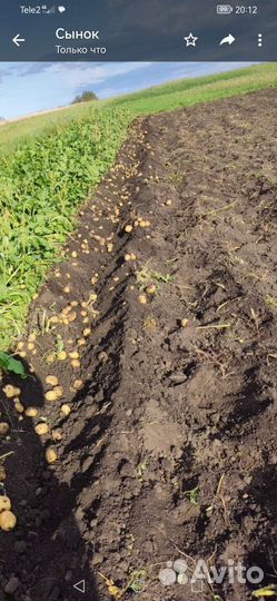 Продам картофель