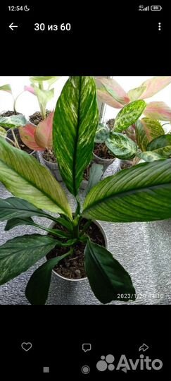 Спатифиллум