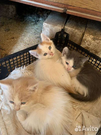 Котята в добрые руки
