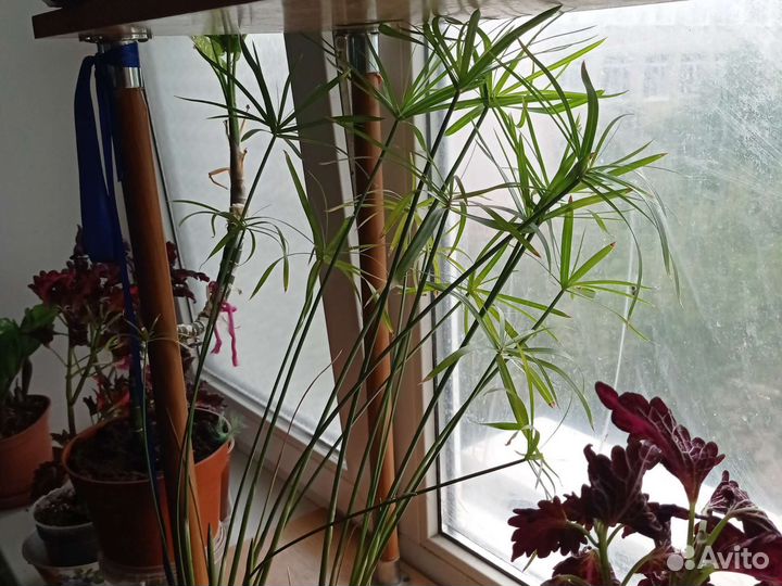 Комнатные цветы