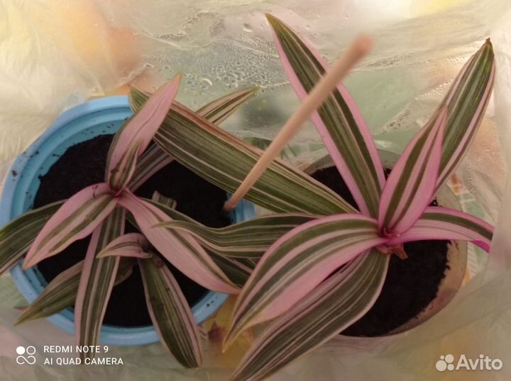 Домашний цветок рео