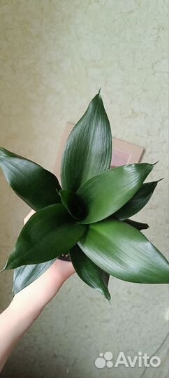 Сансевиерии