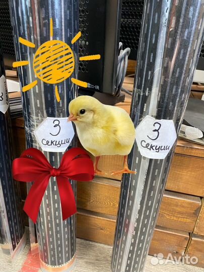 Обогрев цыплят в инкубаторе ик пленка бюджет