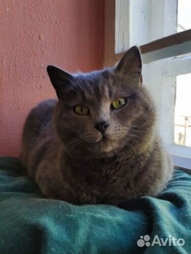 Кошечка с приюта полу британка