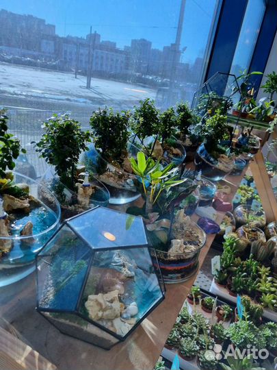 Флорариумы, необычные подарки, вместо букета