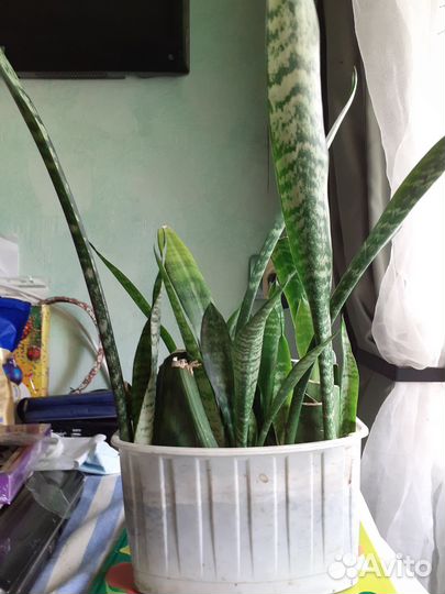 Сансиверия. Тещин язык