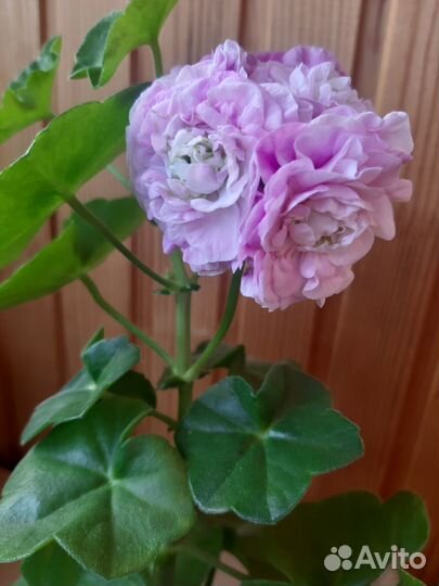 Пеларгония