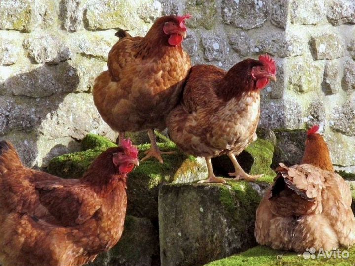 Куры домашние