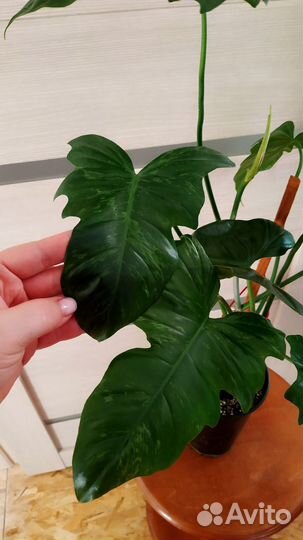 Филодендрон Лайм Фидл