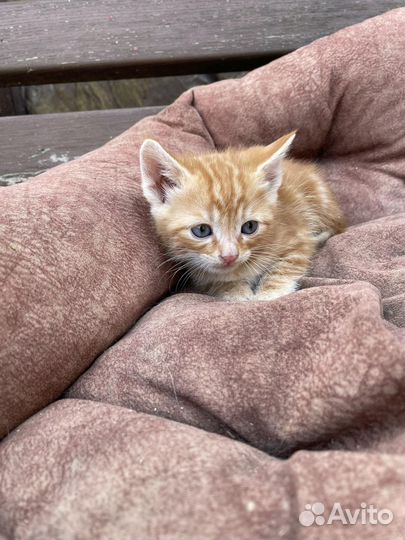 Милые котята