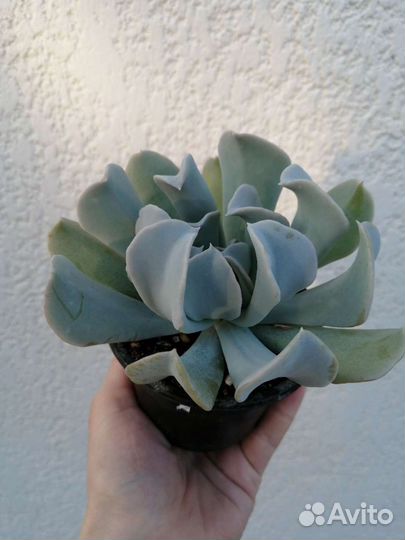 Суккуленты