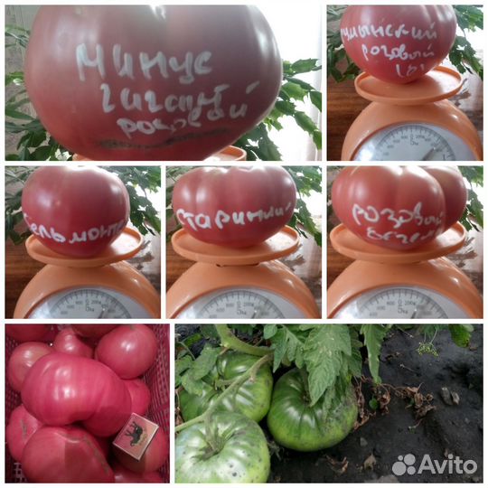 Семена коллекционных сортов томатов