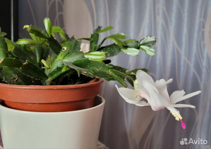 Декабрист шлюмбергера