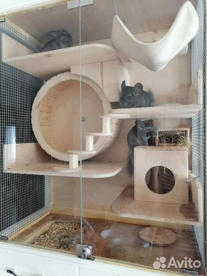Ручные шиншиллы