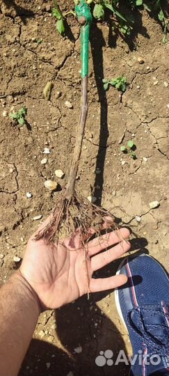 Саженцы винограда технических сортов