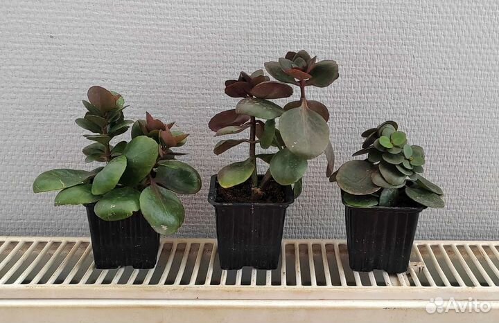 Каланхоэ красное