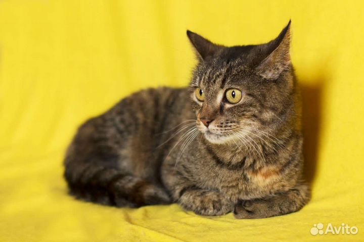 Кошечку Милу вернули в приют