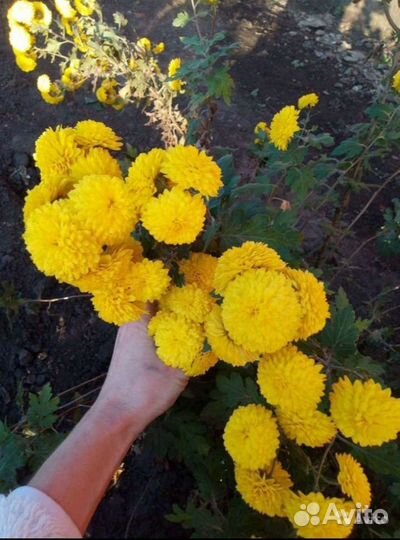 Хризантемы