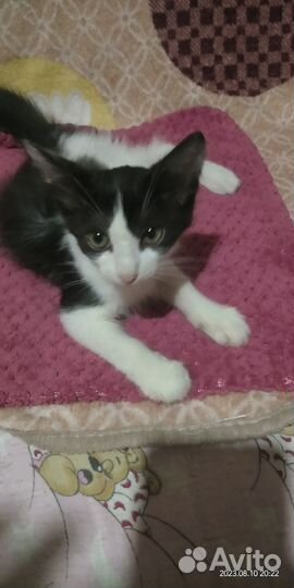 Милые котята