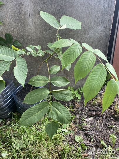 Саженцы маньчжурского ореха