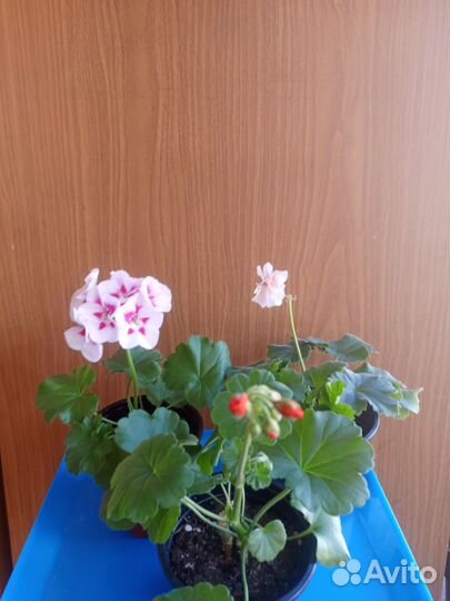 Цветы комнатные