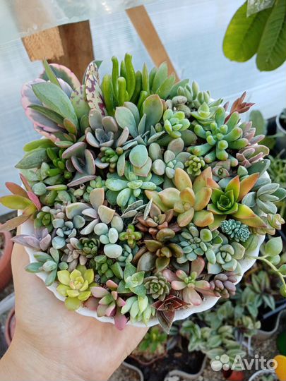 Набор сукулентов