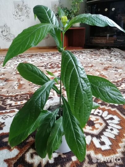 Пахистахис