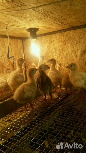 Индюшата,Хайбрид конвертер,Цыплята,Утята,Муларды