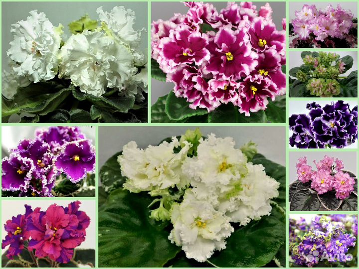 Набор сортовых фиалок (детки)