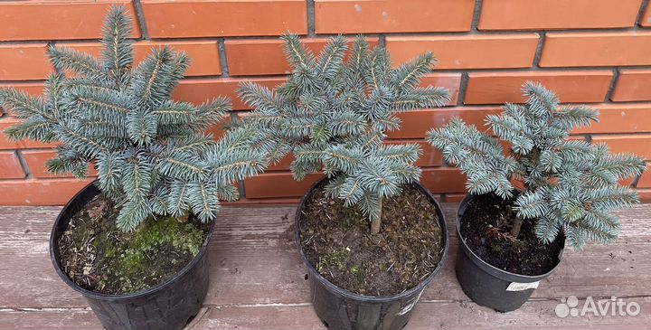 Ель Глаука Глобоза