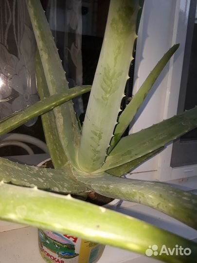 Цветок Алоэ вера и алоэ