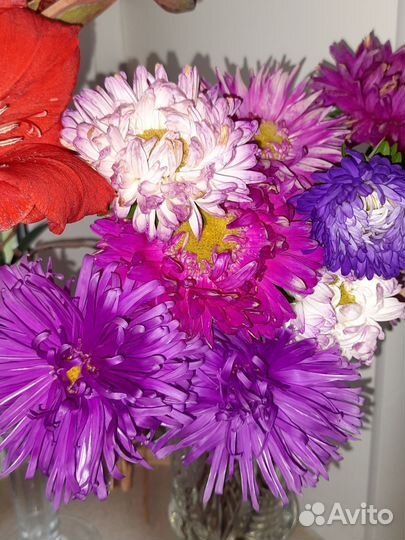 Астры букет
