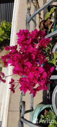 Бугенвиллия Double Purple
