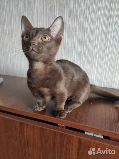 Котенок Манчкин