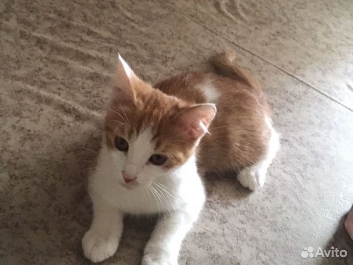 Кошка в дар бесплатно