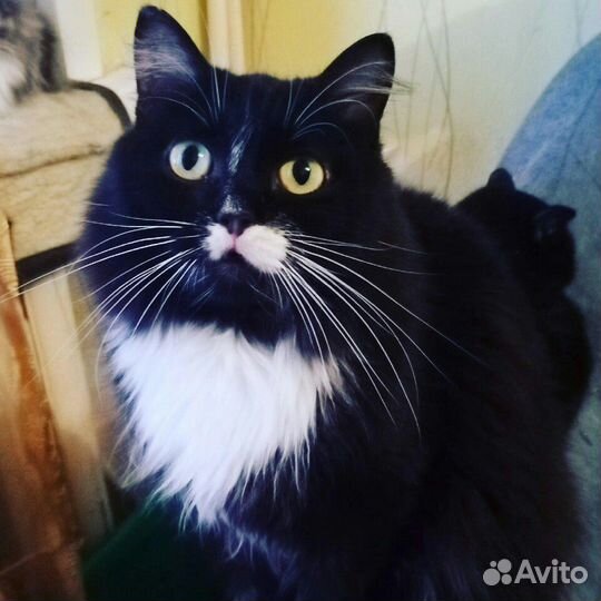 Кошечка Николь