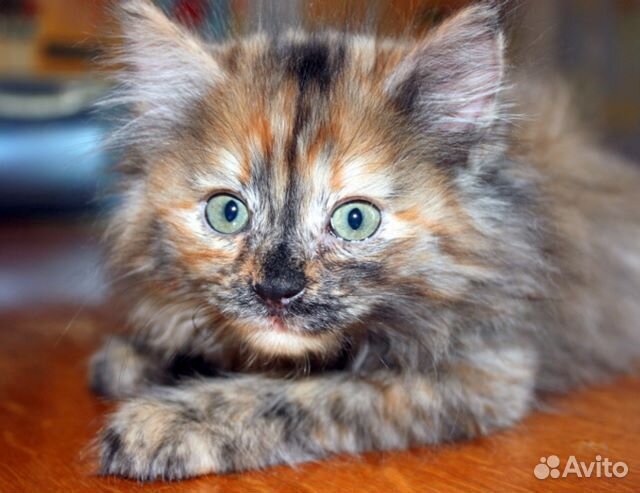 Две пушистые трехцветки - котятки 2 мес. в дар