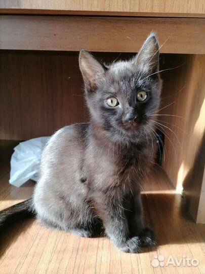 Котенок мальчик