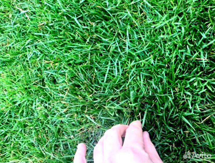 Рулонный газон