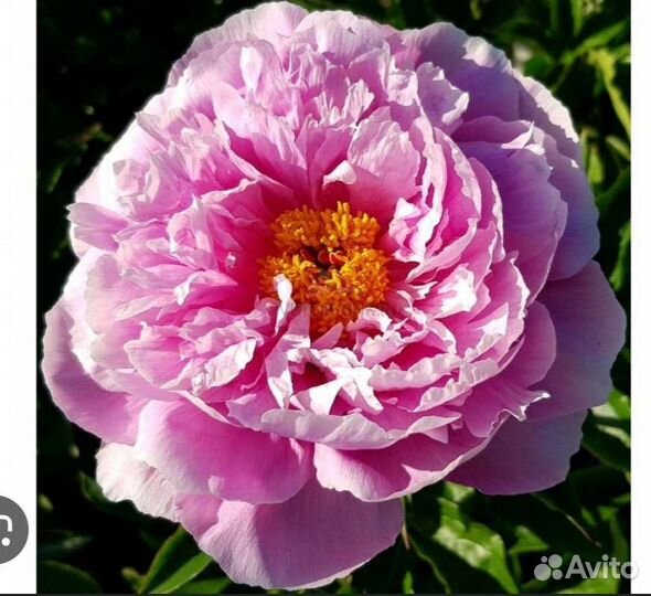 Пионы сортовые саженцы