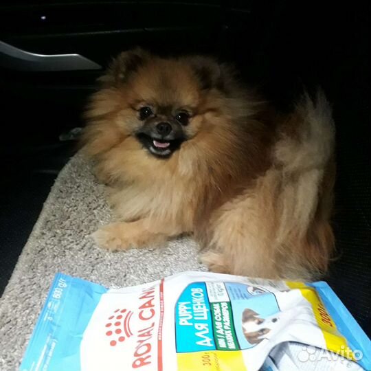 Кобели для дам