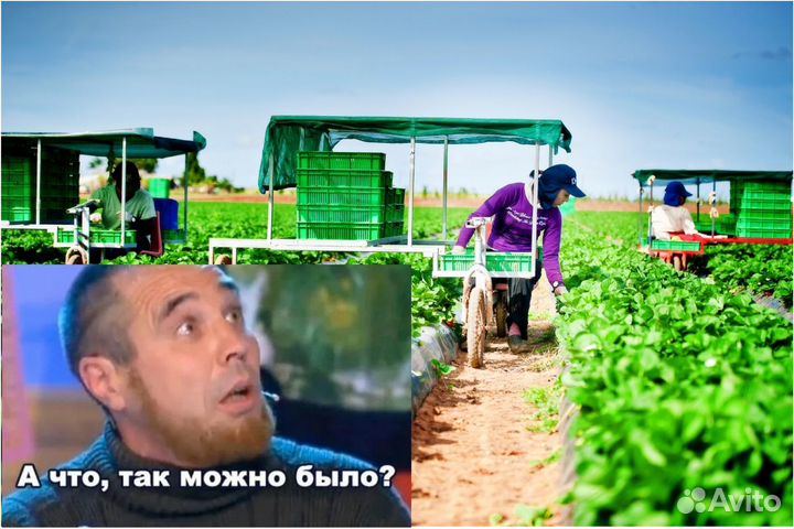 Сборщик клубники