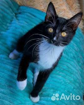 Котенок Маркиза ждет свою семью